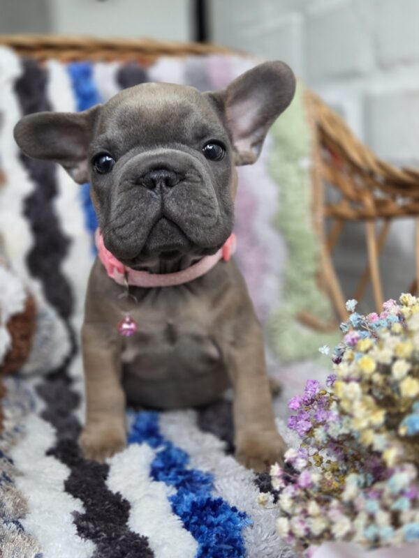 Max Big Rope French Bulldog Max Big Rope French Bulldog